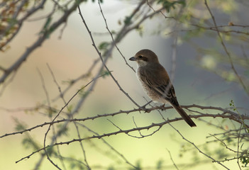 Fototapeta premium Isaballine shrike perched on a acacia tree, Bahrain