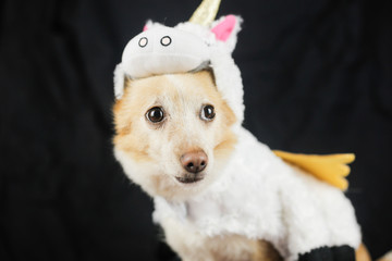 Dog in a funny unicorn costume. Dress, clothes for animals