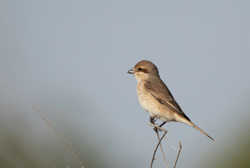 Isaballine shrike perched on twig, Bahrain