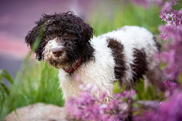 Portret szczeniaka lagotto romagnolo © nitka_zaplatana