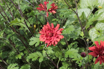 Red chrysanthemum grows in a flower bed in the park.