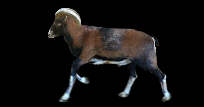 Isolated mouflon male running realistic animation. Isolated animal video including alpha channel allows to add background in post-production. Element for visual effects.