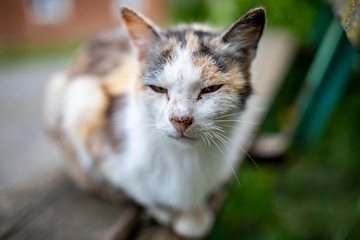 the cat is sitting on a wooden leg