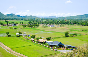 View of rice fields in Thailand
