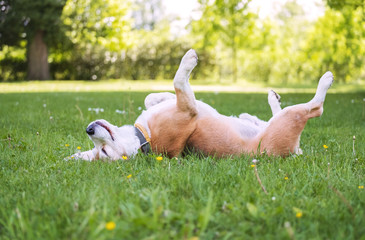 Funny beagle tricolor dog lying or sleeping Paws up on the spine on the city park green grass...