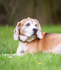 Funny beagle tricolor dog lying on the city park green grass with little Chamomile flower on head...