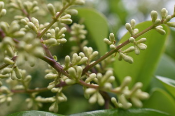 close up of a plant