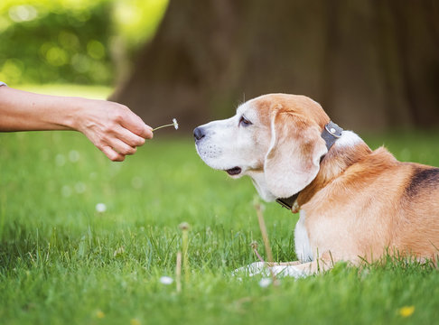 Funny beagle tricolor dog lying on the city park green grass and sniffing little Chamomile flower given his owner woman at sunny summer day. Careless pets life concept image.