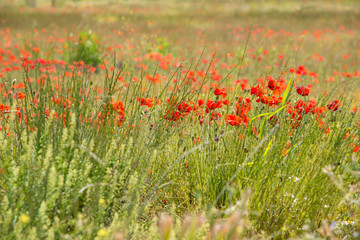Poppies and the sky in a field in southern Spain in spring