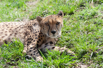 wild cheetah in the green grass in the park