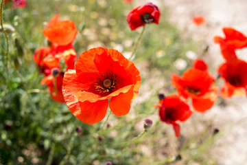 Fototapeta premium Poppies and the sky in a field in southern Spain in spring