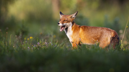 Happy red fox, vulpes vulpes, standing on a green meadow in summer at sunset. Furry mammal yawning with mouth open from side view with copy space. Animal predator in nature.