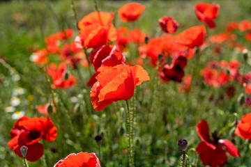 Poppies and the sky in a field in southern Spain in spring