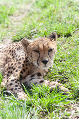 wild cheetah in the green grass in the park