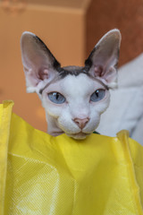 white sphynx cat with amazing blue eyes in a box