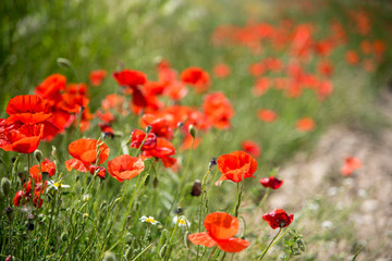 Poppies and the sky in a field in southern Spain in spring