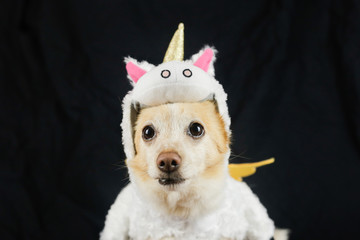 Dog in a funny unicorn costume. Dress, clothes for animals