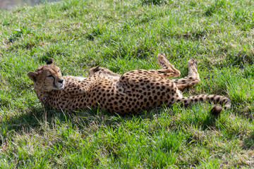 Fototapeta na wymiar wild cheetah in the green grass in the park