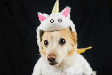 Dog in a funny unicorn costume. Dress, clothes for animals