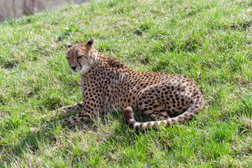wild cheetah in the green grass in the park