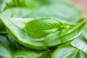 Fresh organic basilic leaves on a wooden surface.