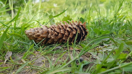 A fir cone in the grass. Photo in the Park. Late spring.