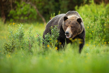 Dominant brown bear, ursus arctos, male standing on a green meadow with bushes with open mouth in courting season. Massive wild animal with large head and dark fur staring on a glade from front view.