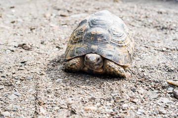 Free dwelling turtle in southern Spain