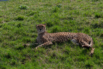 wild cheetah in the green grass in the park