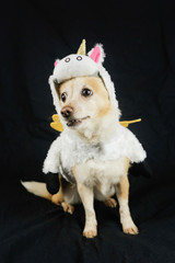 Dog in a funny unicorn costume. Dress, clothes for animals