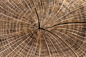 tree stump texture