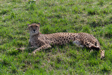 wild cheetah in the green grass in the park