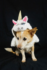 Dog in a funny unicorn costume. Dress, clothes for animals