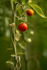 Tomatos hanging on green, Bahrain