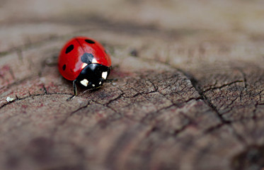red ladybug ladybird on a wood background