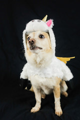 Dog in a funny unicorn costume. Dress, clothes for animals