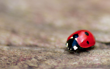 ladybug on a wood background