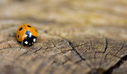 yellow ladybird on a wooden background