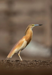 A beautiful portrait of a Squacco Heronat Adhari area, bahrain