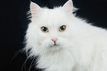 White Angora cat on a black background