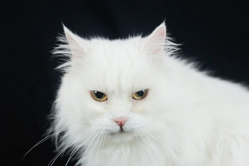 Obraz premium White Angora cat on a black background