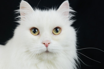 White Angora cat on a black background