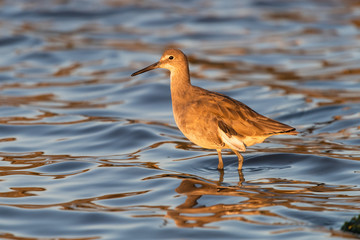 Willet