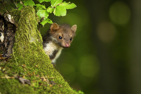 Quick pine marten, martes martes, peeking out behind a tree trunk covered with green moss in summer forest. Fluffy animal predator hiding and checking environment around.