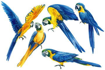 Big set of hand-drawn tropical birds, parrots on an isolated transparent background, watercolor illustration