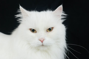 White Angora cat on a black background