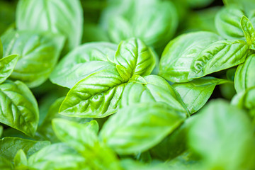Fresh organic basilic leaves. Macro image.