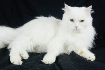 Naklejka na ściany i meble White Angora cat on a black background