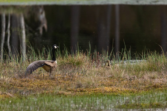 Mother canada goose with gossling sitting in a moss in a swamp. Mother goose spread her wings. Knuthojdmossen, Sweden