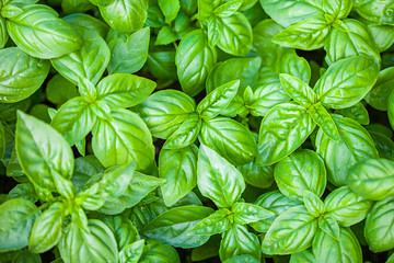 Fresh organic basilic leaves. Macro image.